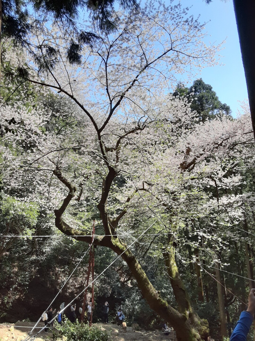 お花見登山 源平桜 バリルートで福智山 鷹取山 虎尾桜 ふぅちゃん さんの福智山 尺岳 雲取山の活動日記 Yamap ヤマップ