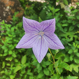 キキョウ
秋になればアサギマダラがまたやって来るかな🦋