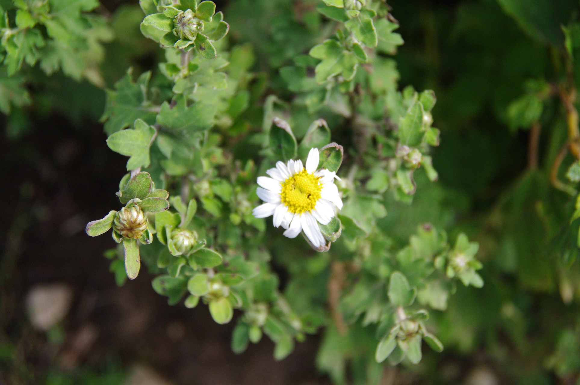 秋の花に会いに伊吹山 ヤマノボラー Minaphmさんの伊吹山 伊吹高原 御座峰の活動データ Yamap ヤマップ