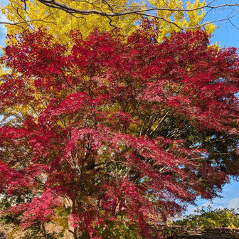 まだ紅葉みれて幸せ