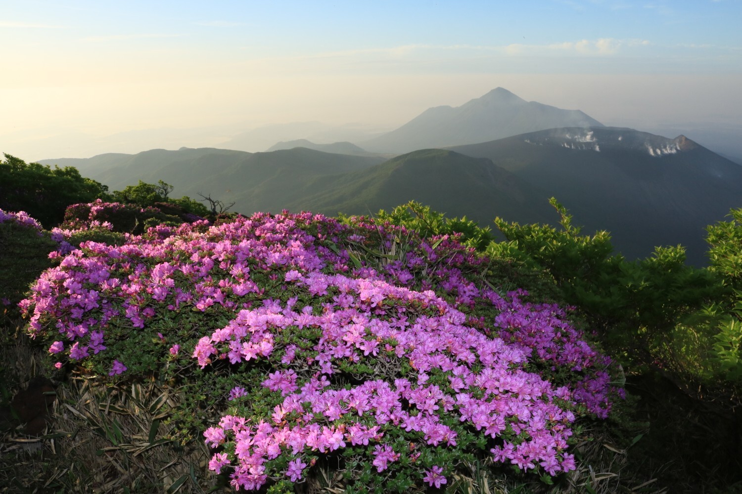 見頃を迎えるミヤマキリシマ 深山霧島 の 韓国岳 山頂 令和二年 ２０２０年６月５日 Rikaさんの霧島山 韓国岳 高千穂峰 夷守岳 烏帽子岳の活動日記 Yamap ヤマップ