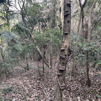 飯塚市 菌類も土着してるのね。