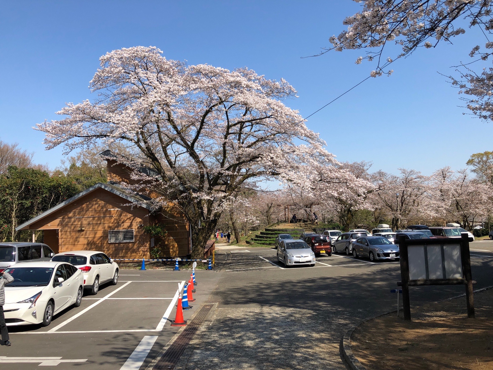 桜を見つつのトレイルラン カスタードさんの大山の活動データ Yamap ヤマップ