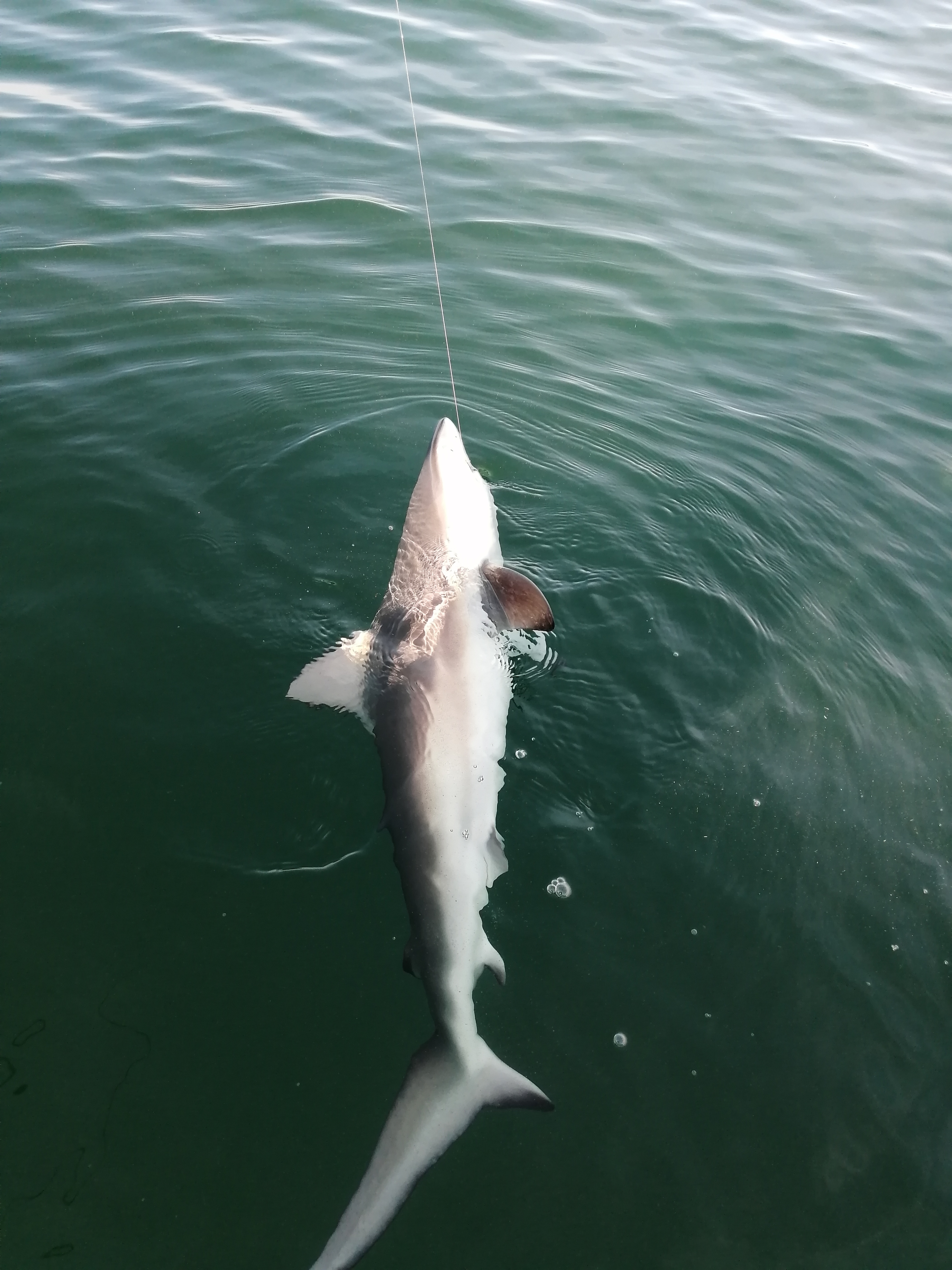 ♪(๑ᴖ◡ᴖ๑)♪海の暴れん坊、大理石のサメくん‼︎ のオブジェ