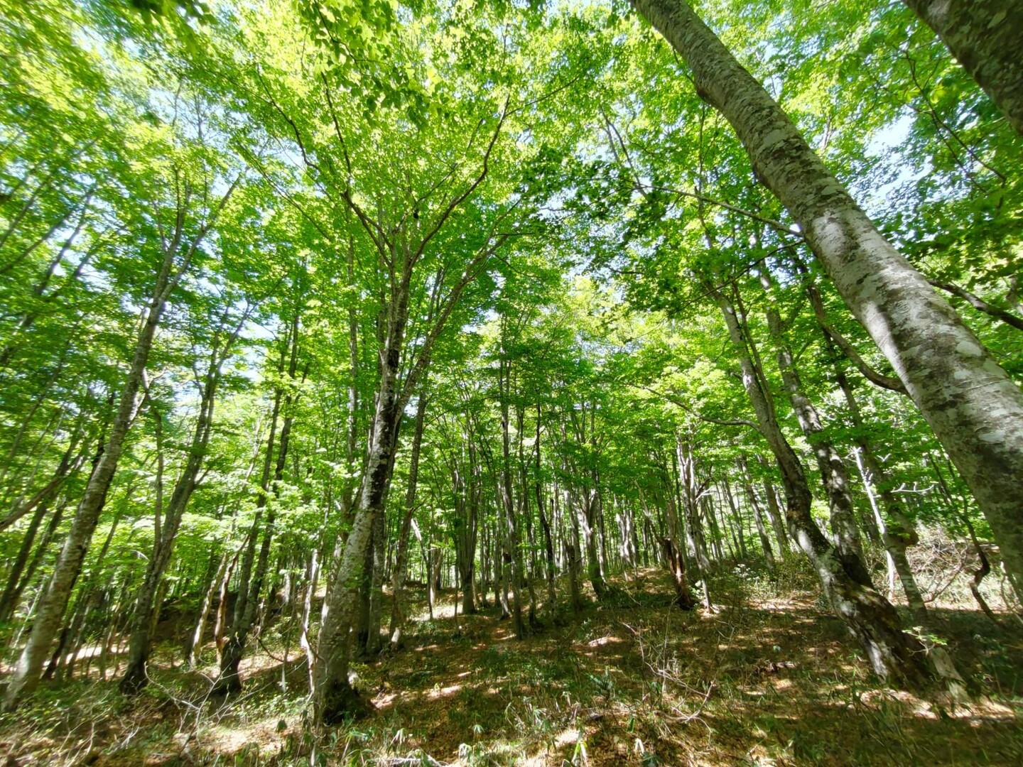 甑山・男甑山～広いブナ林を歩きたくて / やませんさんの甑山の活動データ | YAMAP / ヤマップ