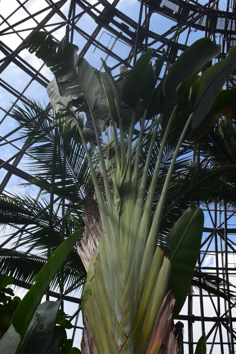 東京都 夢の島熱帯植物館おさんぽ🚶⑳  / hiroさんのモーメント