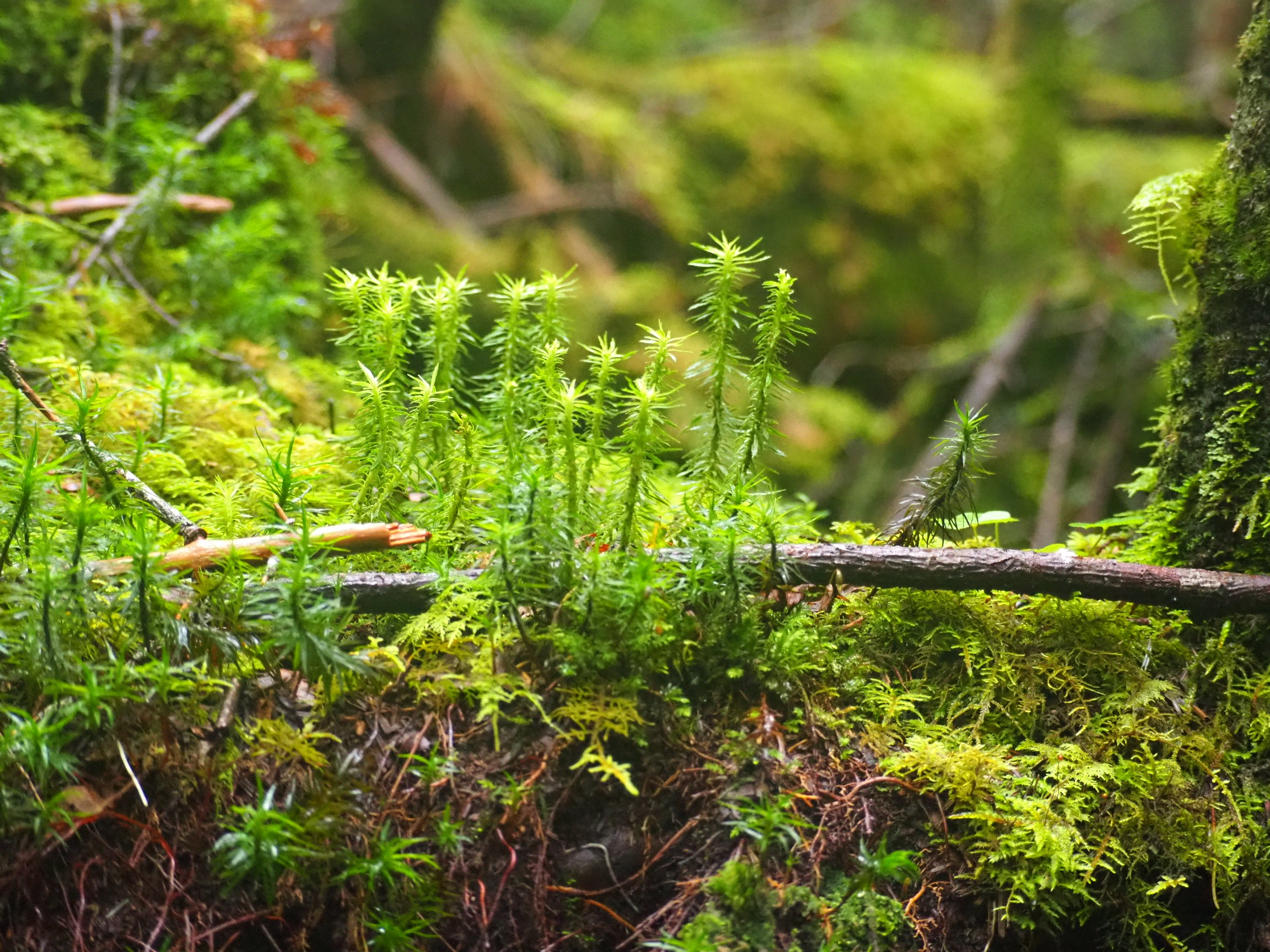 ニュウ 中山白駒池テント泊 宗さんの八ヶ岳 赤岳 硫黄岳 天狗岳 の活動データ Yamap ヤマップ