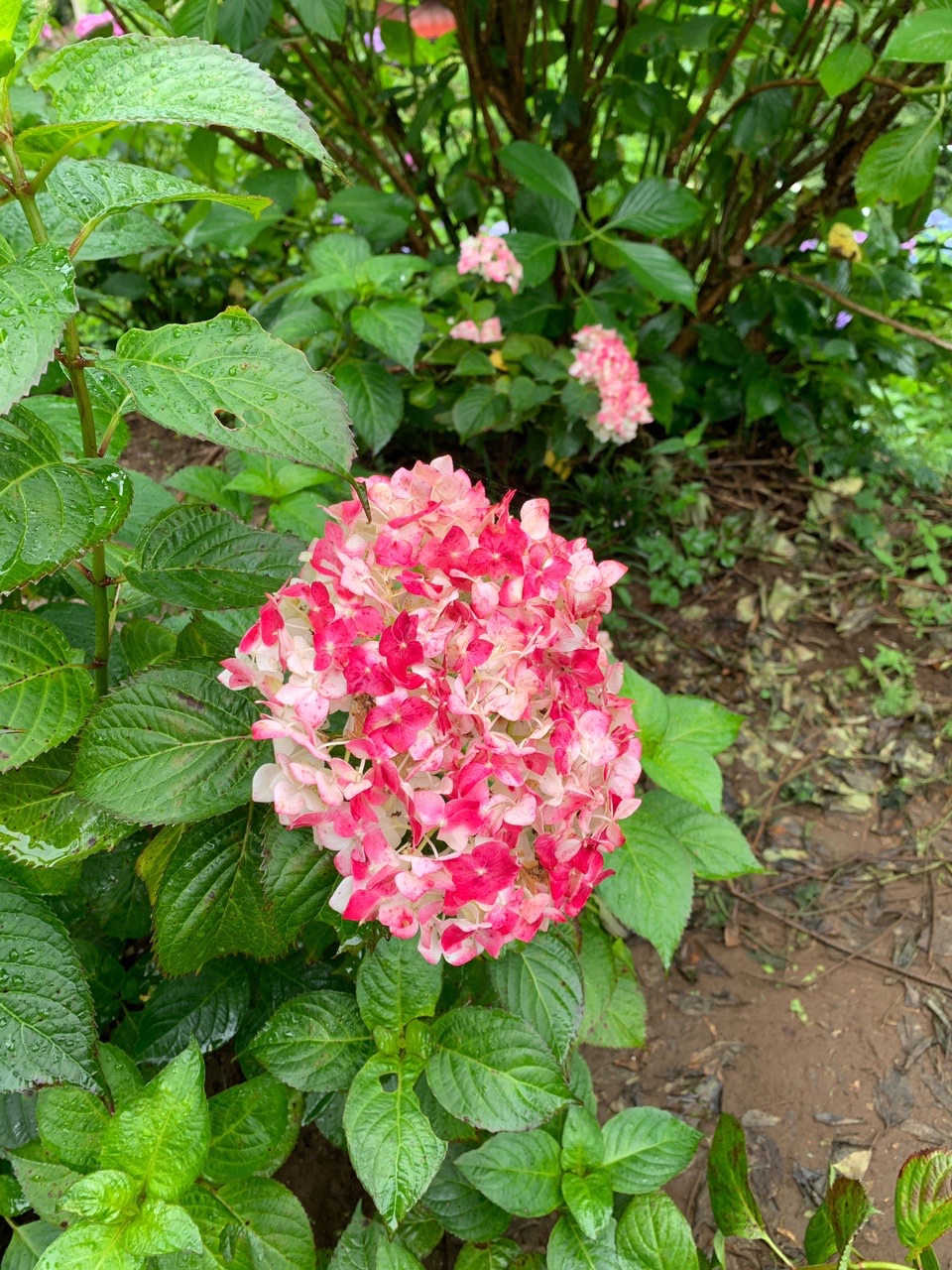 巨木と紫陽花とかき氷 あきる野あじさい山 たるとしとろんさんの大岳山 御岳山 御前山の活動日記 Yamap ヤマップ