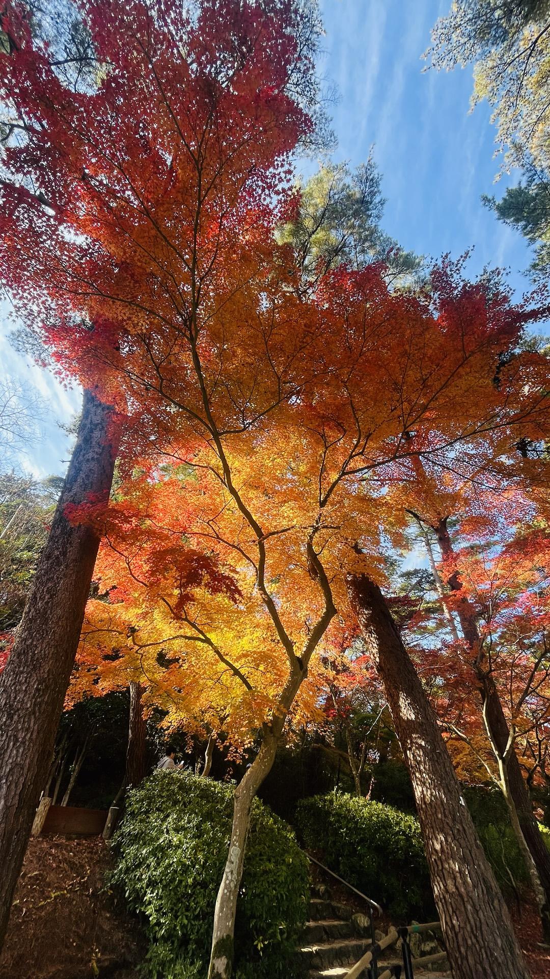 🍁秋の遠足🍁鍋蓋山・菊水山・高取山・高取山西峰 / kumagonさんの