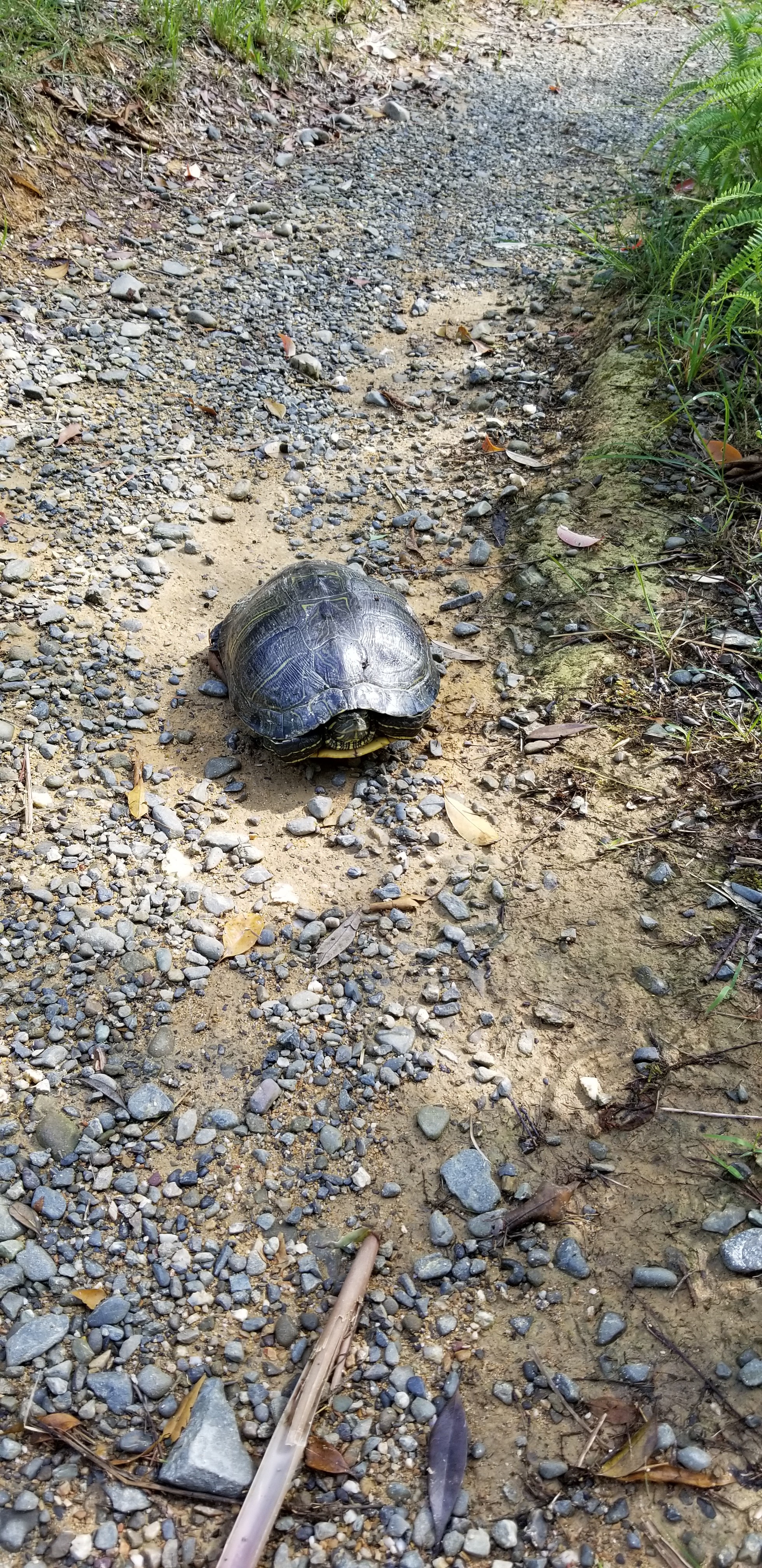 亀池公園は今 亀の産卵時期 いくぴさんの生石ヶ峰 生石高原の活動データ Yamap ヤマップ