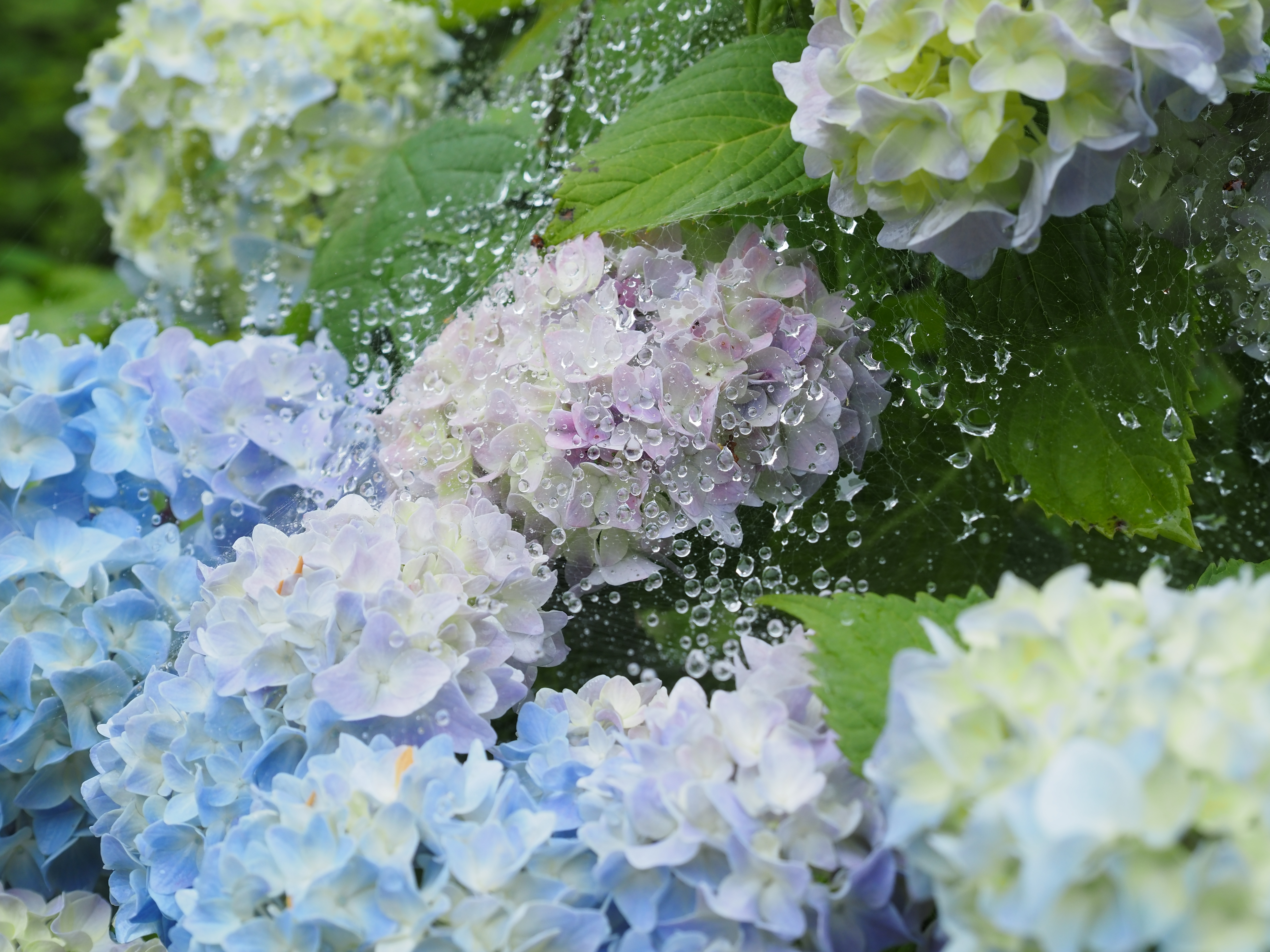 紫波町赤沢あじさいロード 07 05 ゆうやけさんの盛岡市の活動データ Yamap ヤマップ