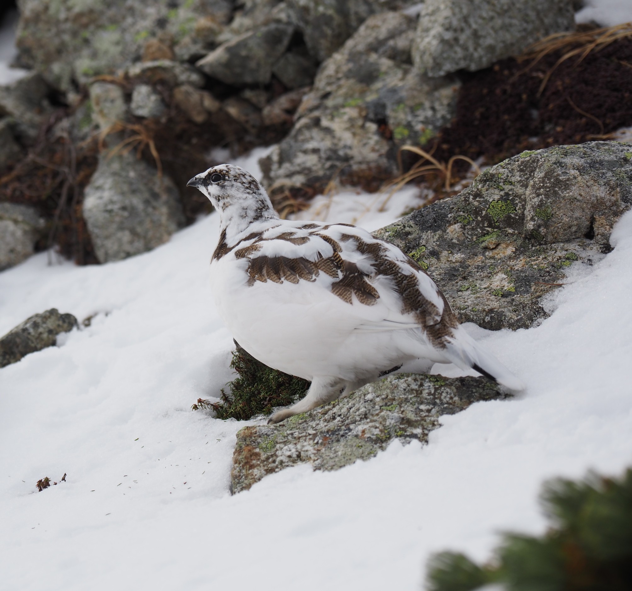 白でも茶色でも雷鳥はかわいいです こうへいさんのモーメント Yamap ヤマップ
