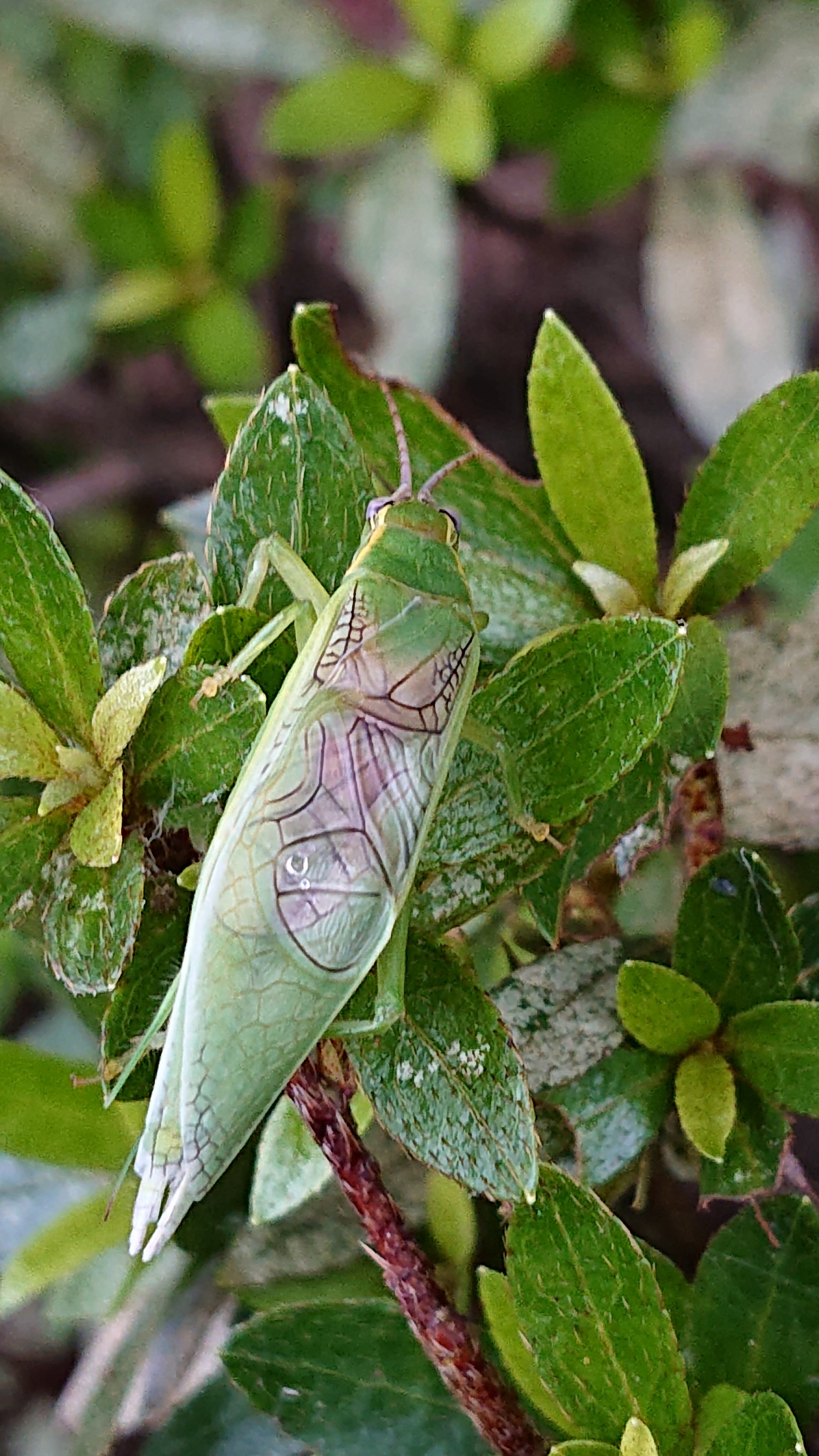秋の七虫 Toshiyaさんのアクロス山の活動日記 Yamap ヤマップ