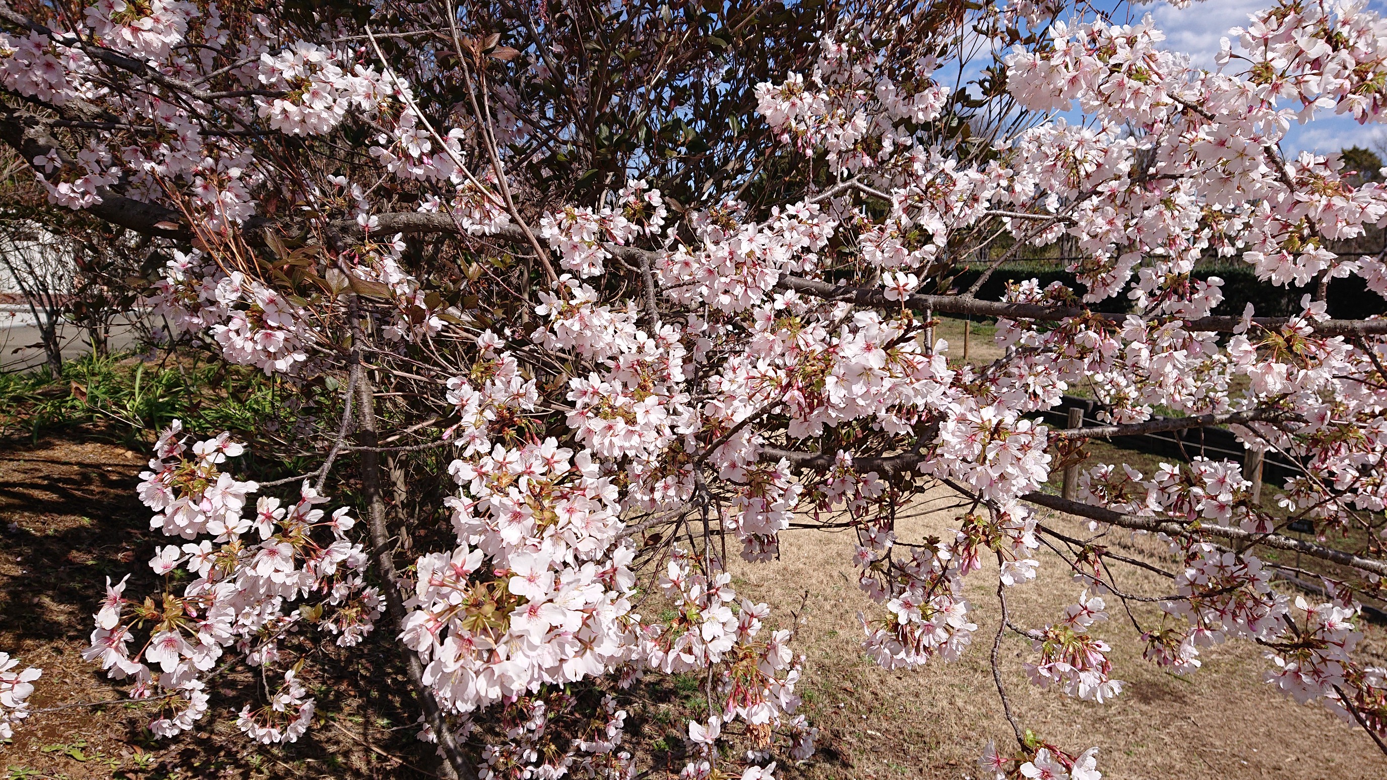 観桜 玉縄桜 日比谷花壇大船フラワーセンター花散歩 マンディさんの藤沢市の活動データ Yamap ヤマップ