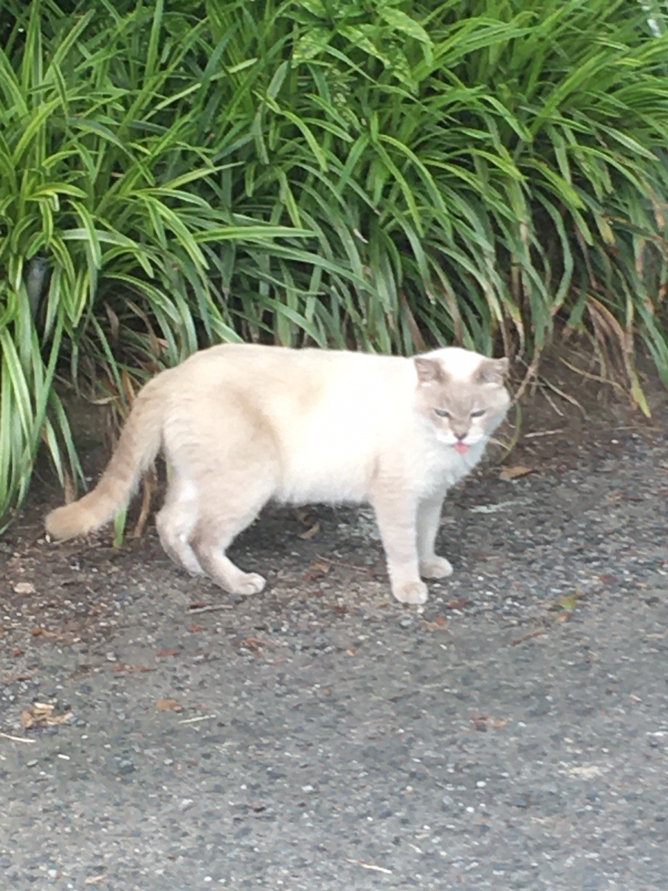 多布施川のルーツを目指して Masaさんの佐賀市の活動データ Yamap ヤマップ