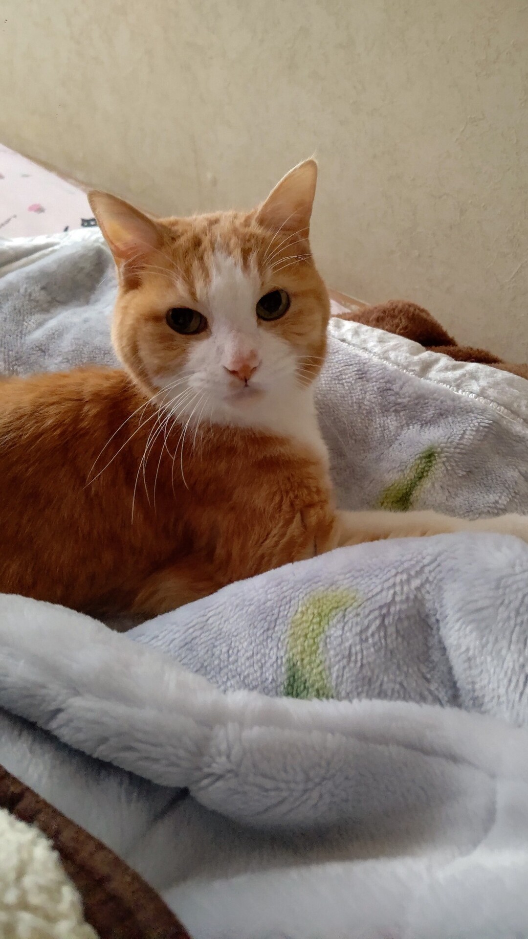 はるぴーのページ YAMAP / ヤマップ