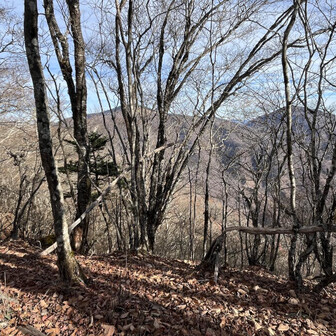 木々の向こうに大藏高丸が見え出してきた。意外と近いと感じるのは気のせいだろうか？多分気のせいだろうな💦