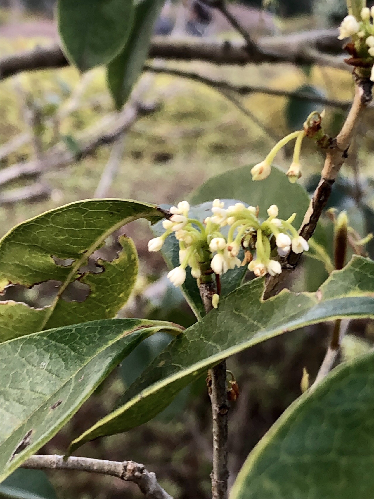 ギンモクセイ 銀木犀 を探し求めて歩く深大寺 Zakkamanさんの国分寺市の活動データ Yamap ヤマップ
