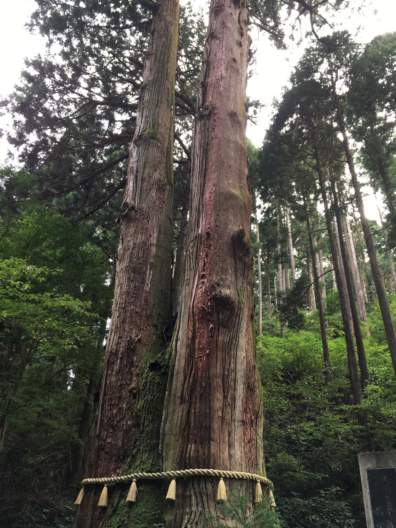 御神木 標本 極 阿古谷 最高峰 御神木 標本 極 阿古谷 最高峰