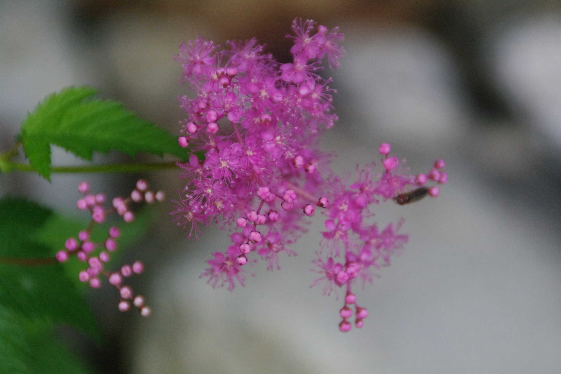 奥穂高岳 前穂高岳 植物編 涸沢からザイテングラート 重太郎新道 ヤマノボラー Minaphmさんの槍ヶ岳 穂高岳 上高地の活動日記 Yamap ヤマップ