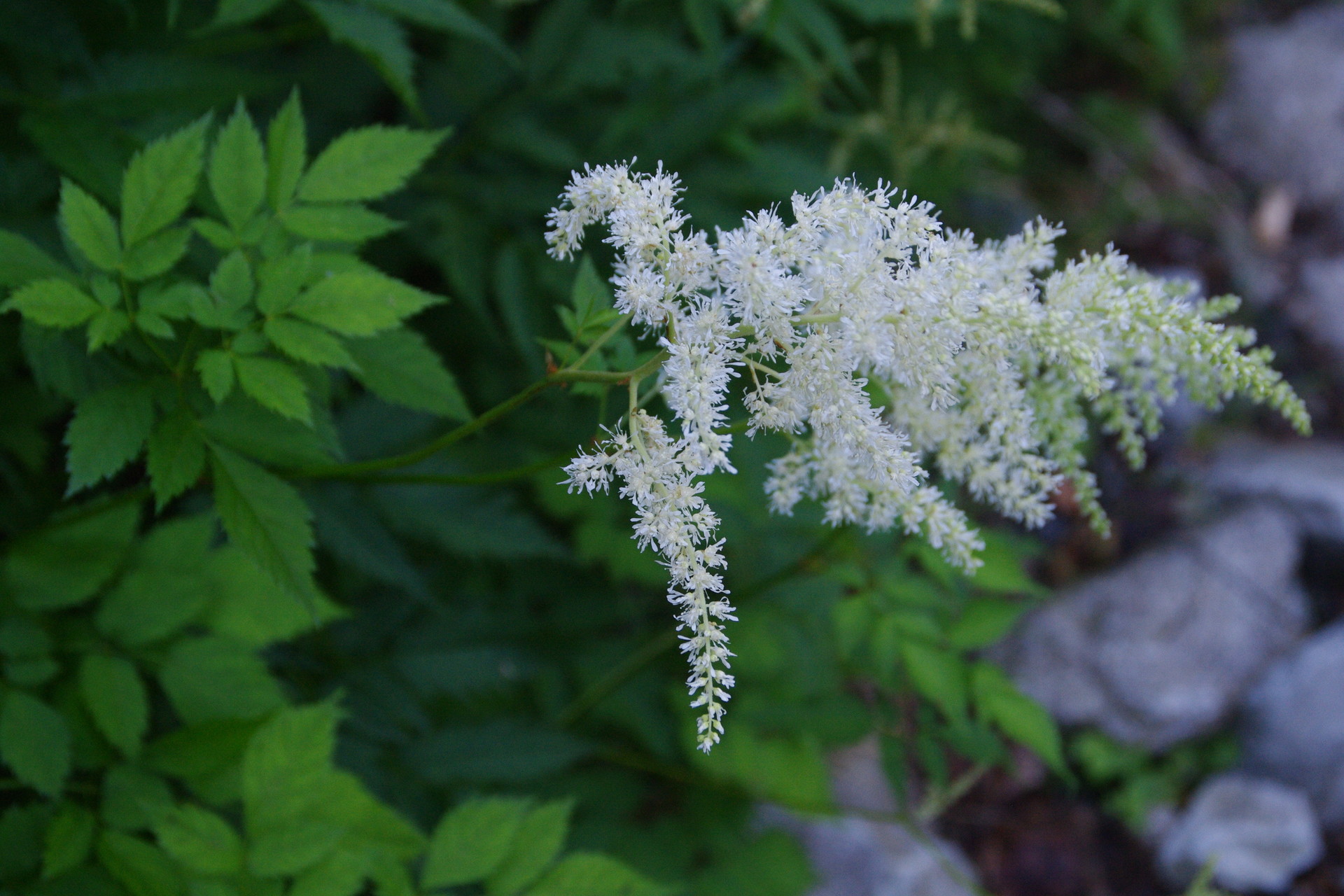奥穂高岳 前穂高岳 植物編 涸沢からザイテングラート 重太郎新道 ヤマノボラー Minaphmさんの槍ヶ岳 穂高岳 上高地の活動日記 Yamap ヤマップ