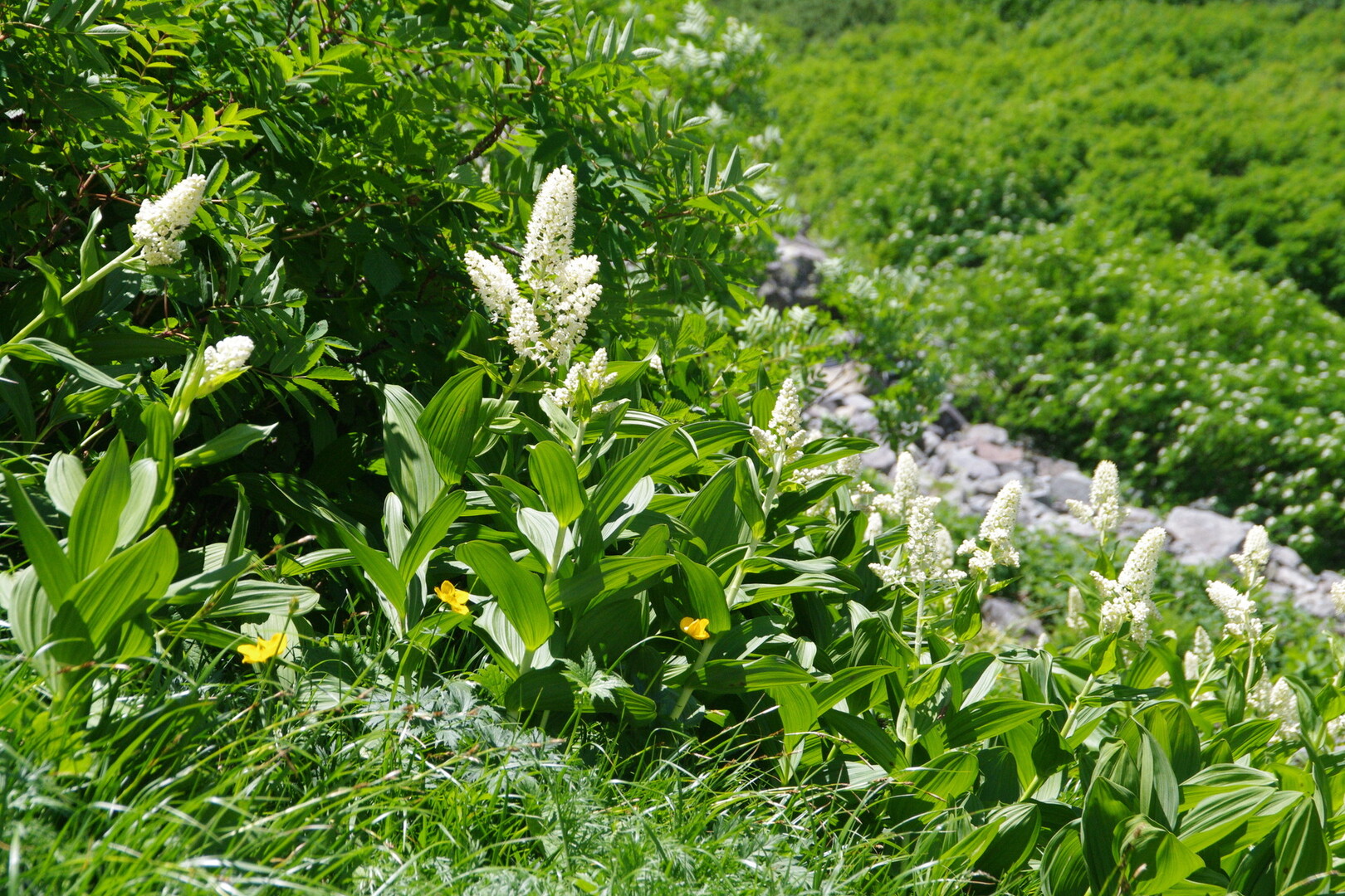 奥穂高岳 前穂高岳 植物編 涸沢からザイテングラート 重太郎新道 槍ヶ岳 穂高岳 上高地の写真25枚目 コバイケイソウ 間 ユリ科シュロ Yamap ヤマップ