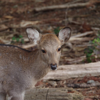 若草山・芳山・高円山 おはようございます🦌ってもう10時前ですが😅