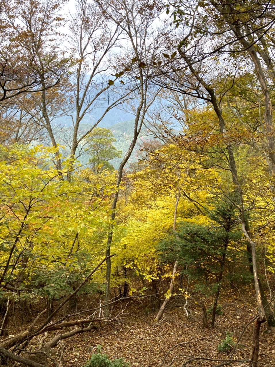 岳人の森から登る鹿舞ダキ山 砥石権現 64さんの登山の活動データ Yamap ヤマップ
