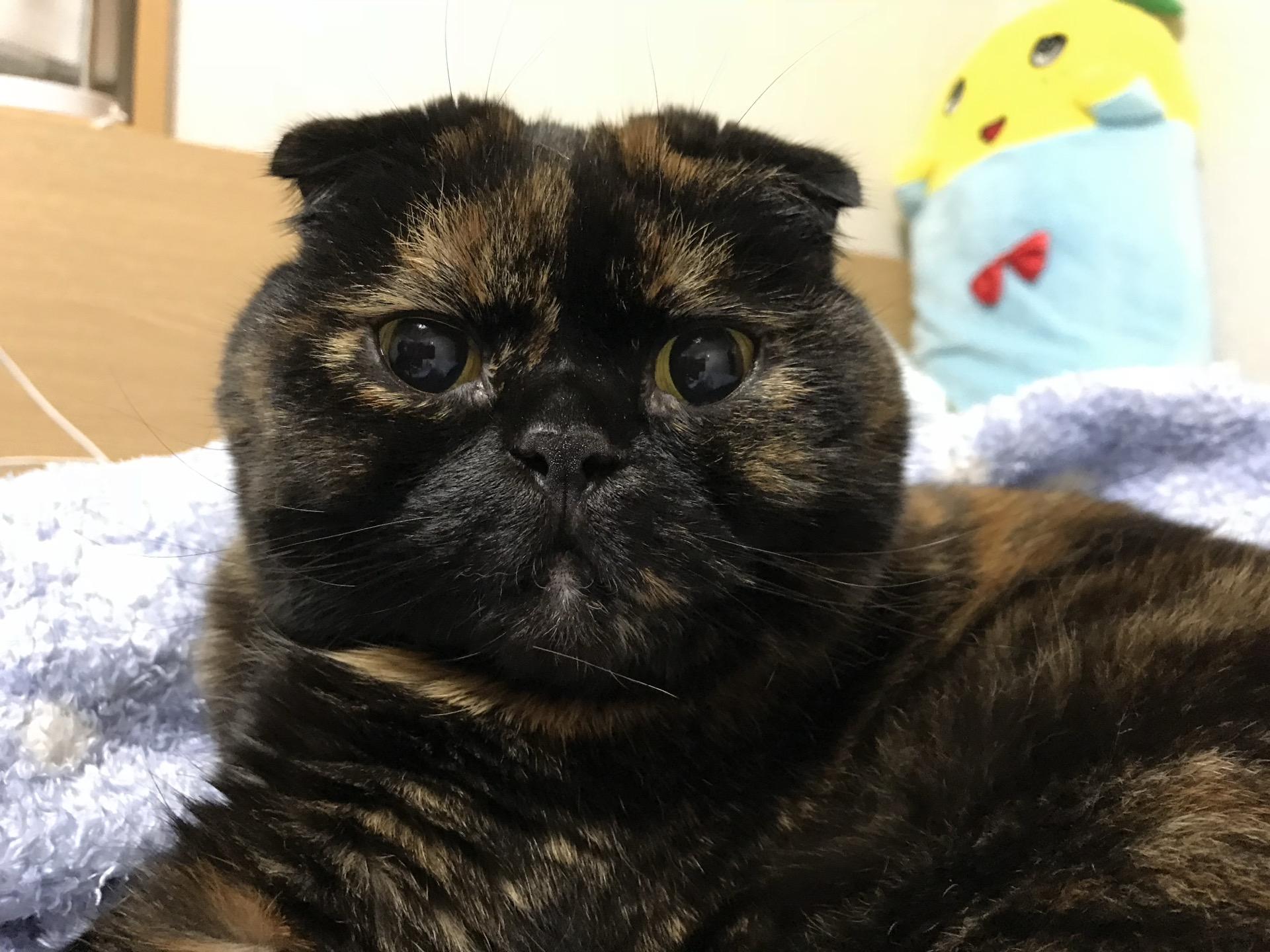 草戸山（東京,神奈川） | YAMAP / ヤマップ