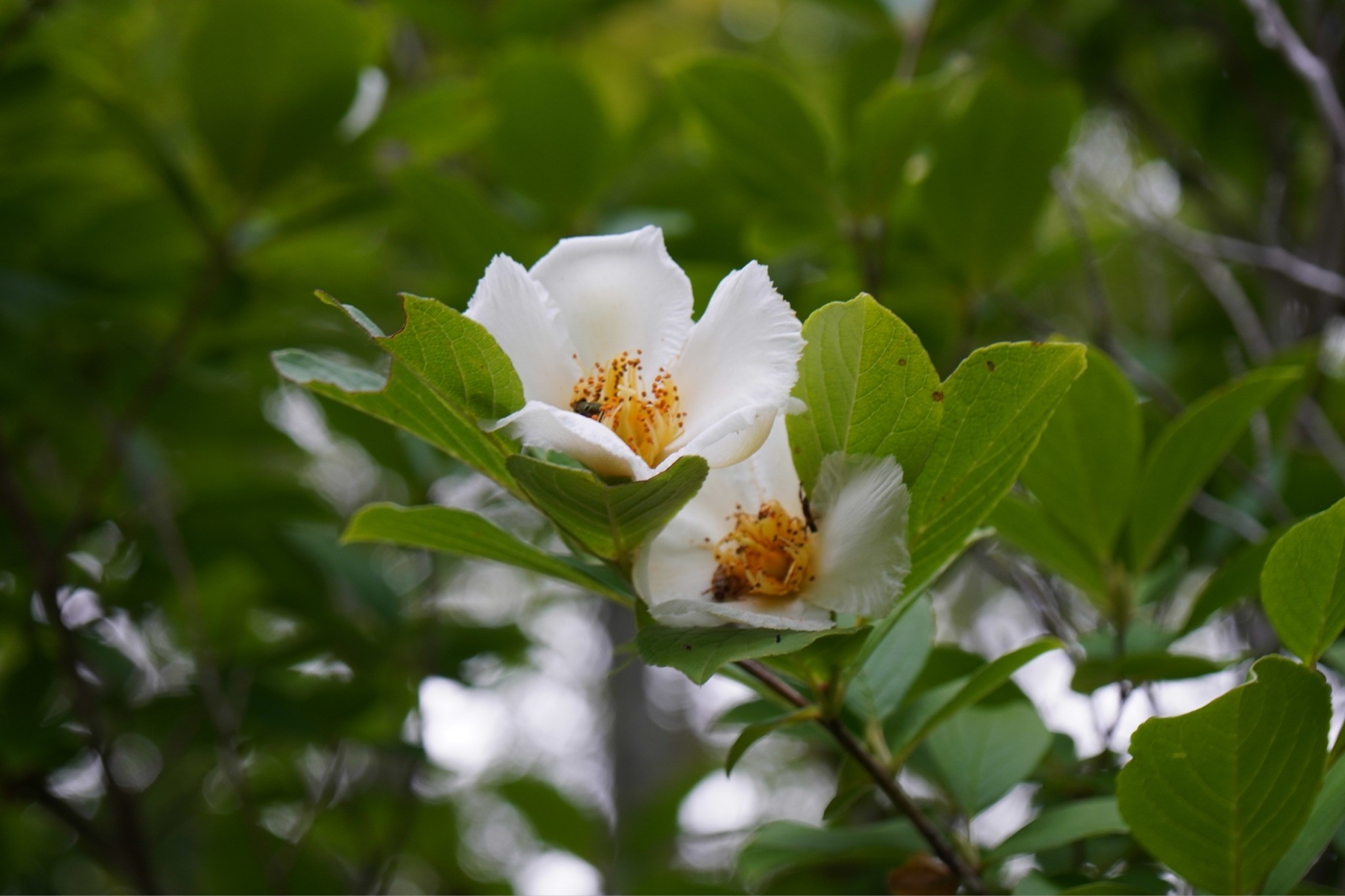 安国寺に夏つばき沙羅双樹を見に行こう 22 06 ひでさん さんの東床尾山 西床尾山の活動データ Yamap ヤマップ