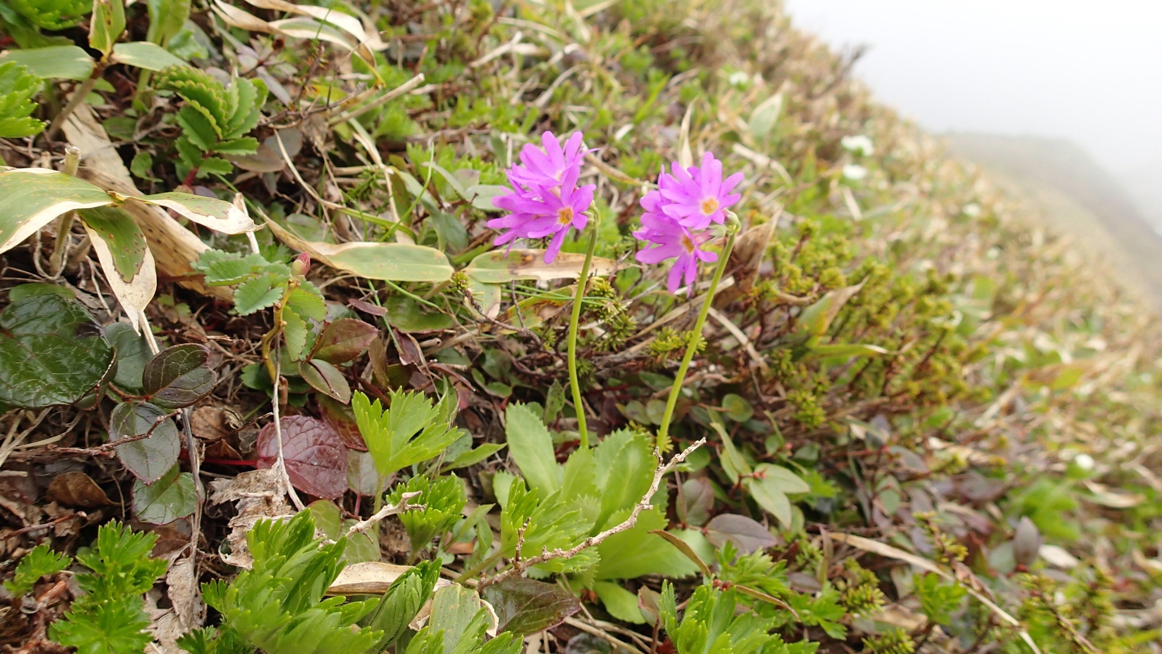 チブリ 別山 三ノ峰 花めぐり Yamorimoriさんの白山 別山 銚子ヶ峰の活動日記 Yamap ヤマップ