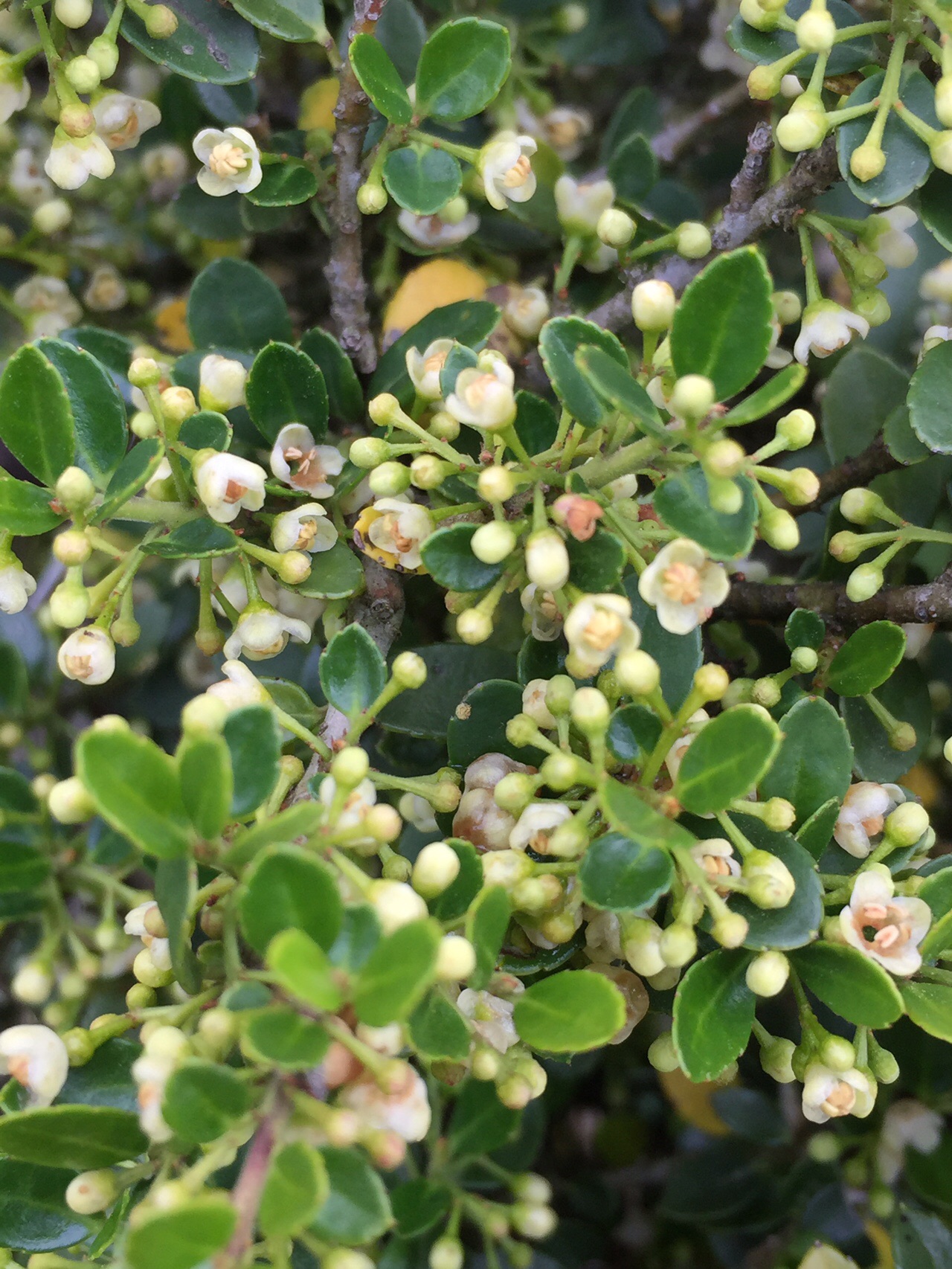 シロアザミを探して 天山ー雨山 ロクベイさんの天山 佐賀県 の活動日記 Yamap ヤマップ