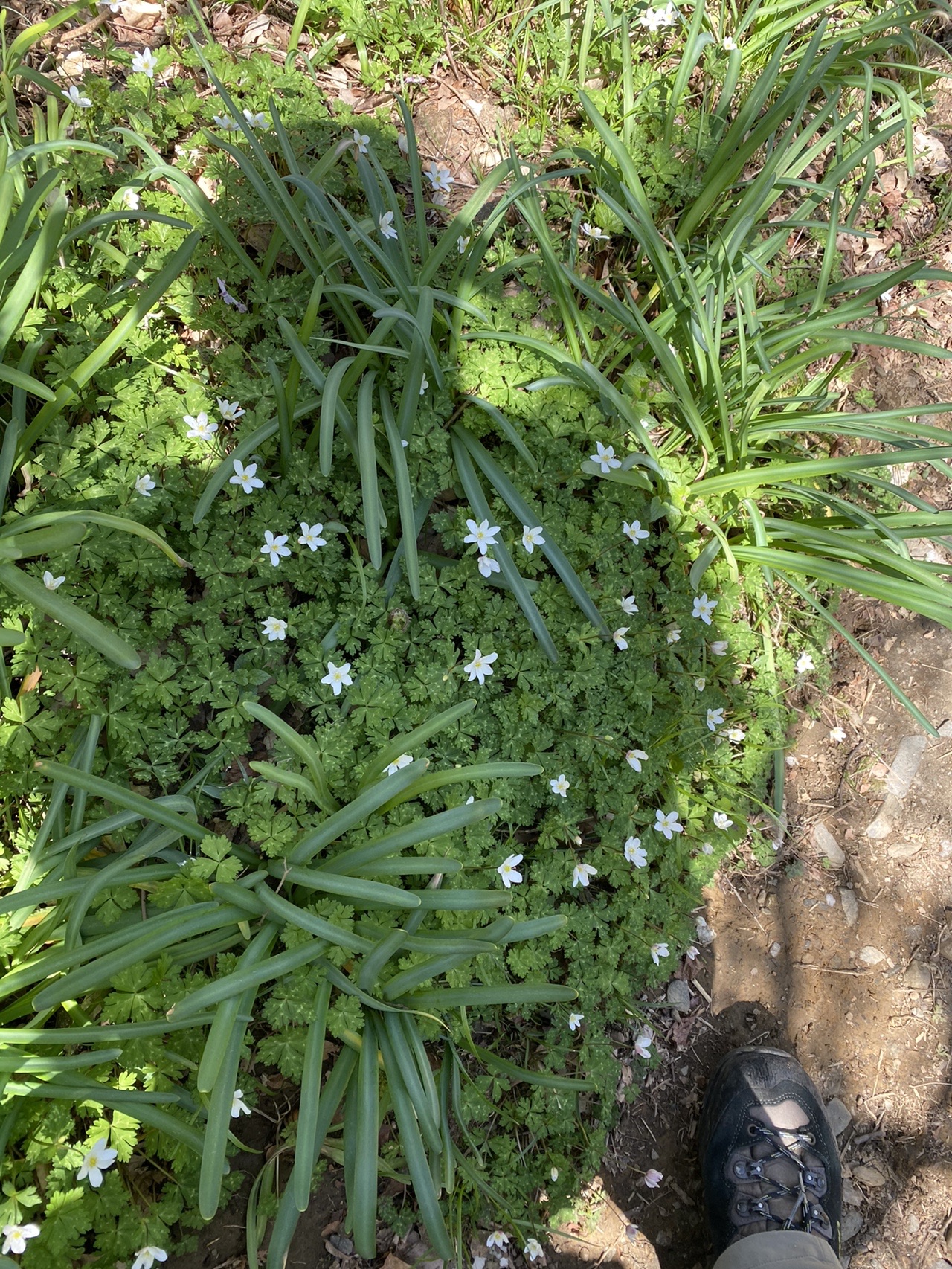 一輪草二輪草に出会った井原山 サバンナさんの雷山 井原山の活動データ Yamap ヤマップ
