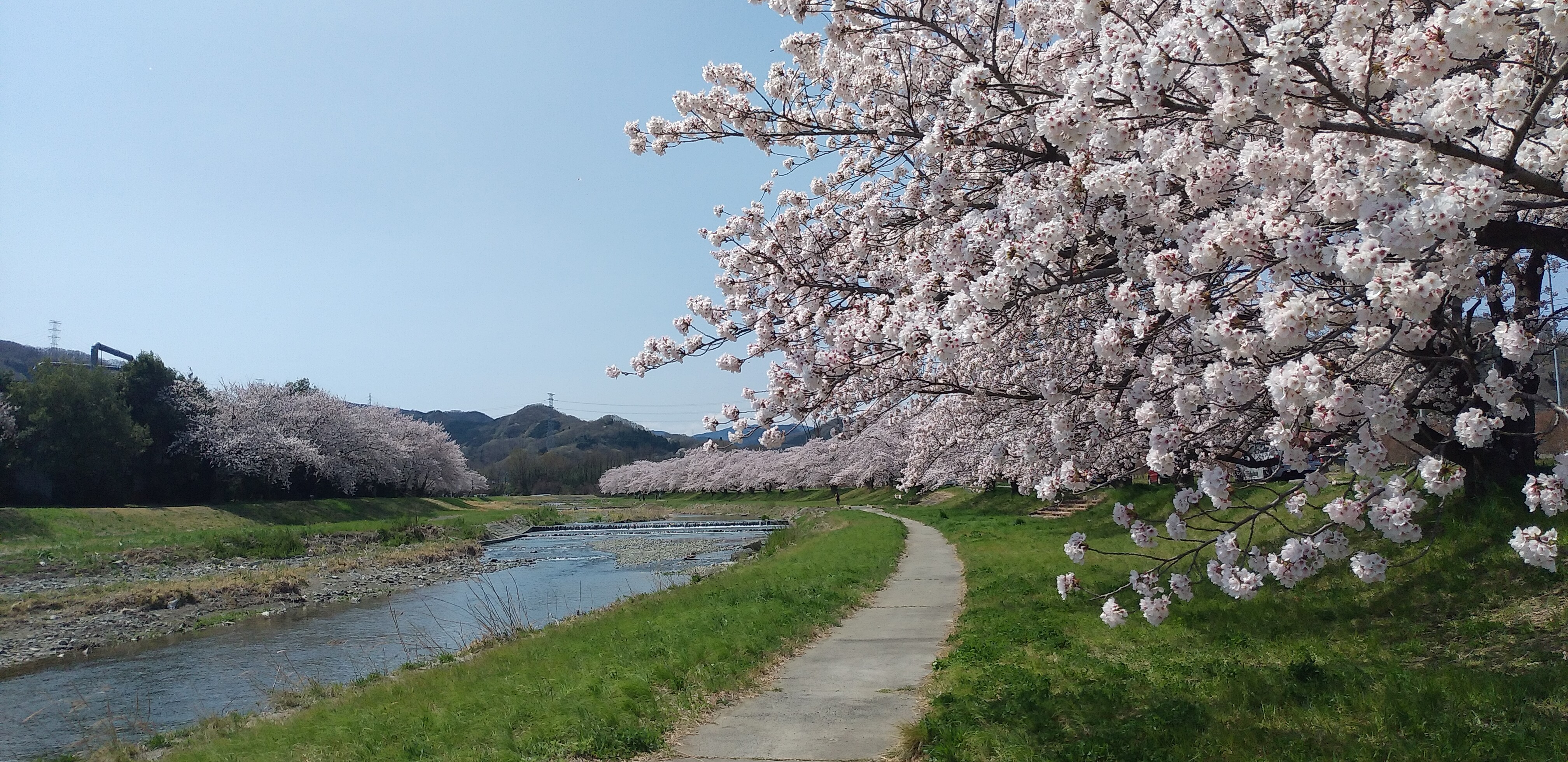 陣見山 こだま千本桜 04 02 もちきんさんの宝登山 長瀞アルプス 不動山 陣見山 鐘撞堂山の活動データ Yamap ヤマップ