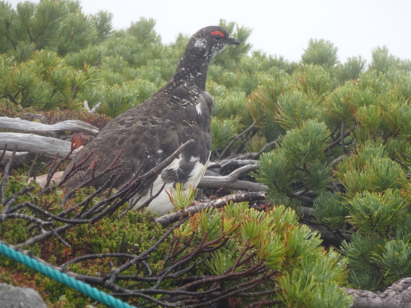 ついに念願の雷鳥様が 乗鞍岳 19 07 07 ジローさんの乗鞍岳の活動データ Yamap ヤマップ