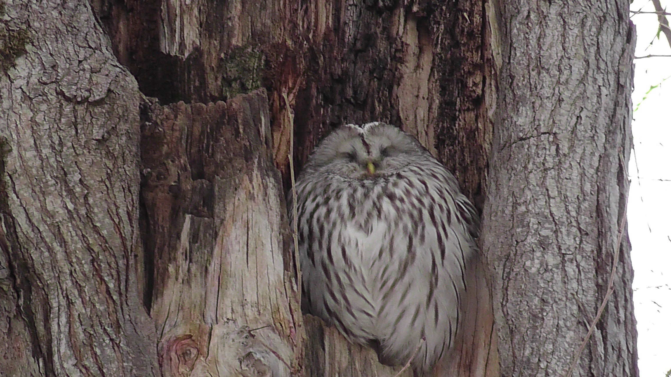 ふくろうに感激 シマエナガ可愛いし 苫小牧研究林 しもまっちさんの苫小牧研究林の活動日記 Yamap ヤマップ