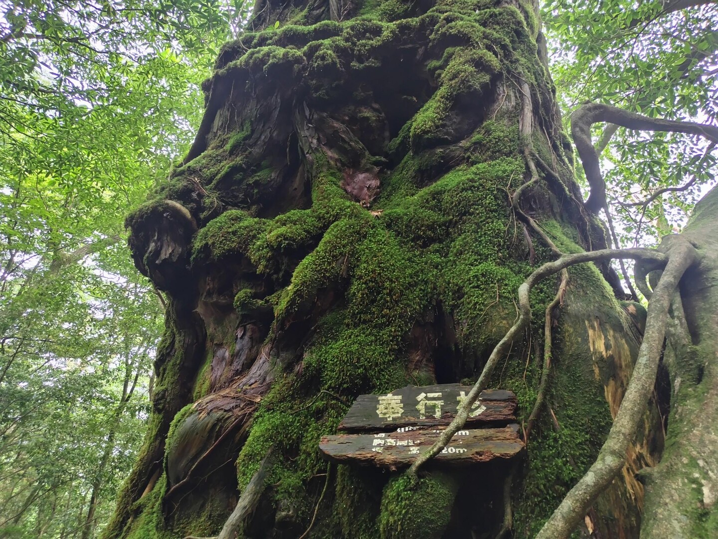 白谷雲水峡、弥生杉、奉行杉、太鼓岩 / マスさんの屋久島・宮之浦岳の活動データ | YAMAP / ヤマップ
