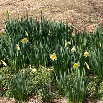 小牧山 スイセン