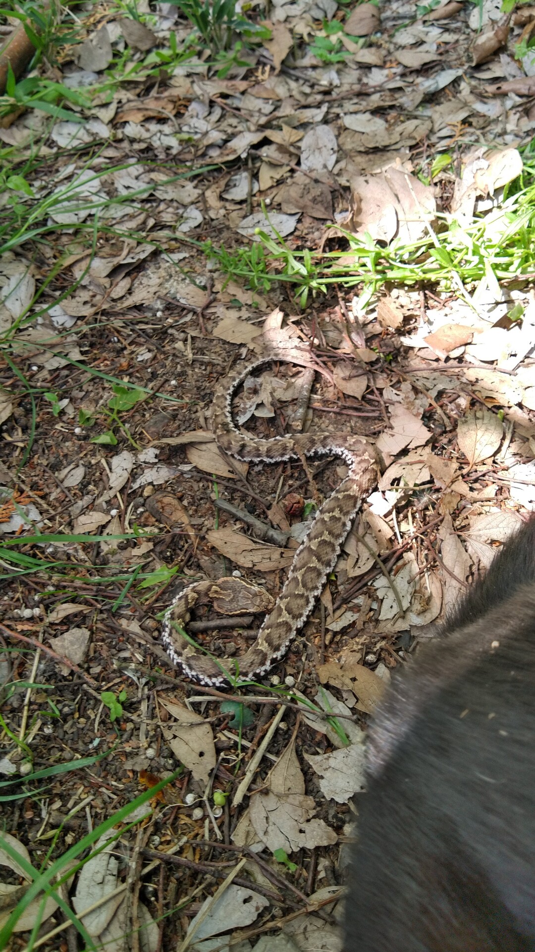 黒猫vsマムシ 飯野山ハイキング 山頂決戦 たなぴいさんの飯野山 讃岐富士 の活動日記 Yamap ヤマップ