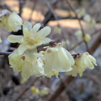 堂平山・笠山（乳房山）・大霧山 そろそろ今年も終わりだと  最後にとても良い香り
蝋梅
