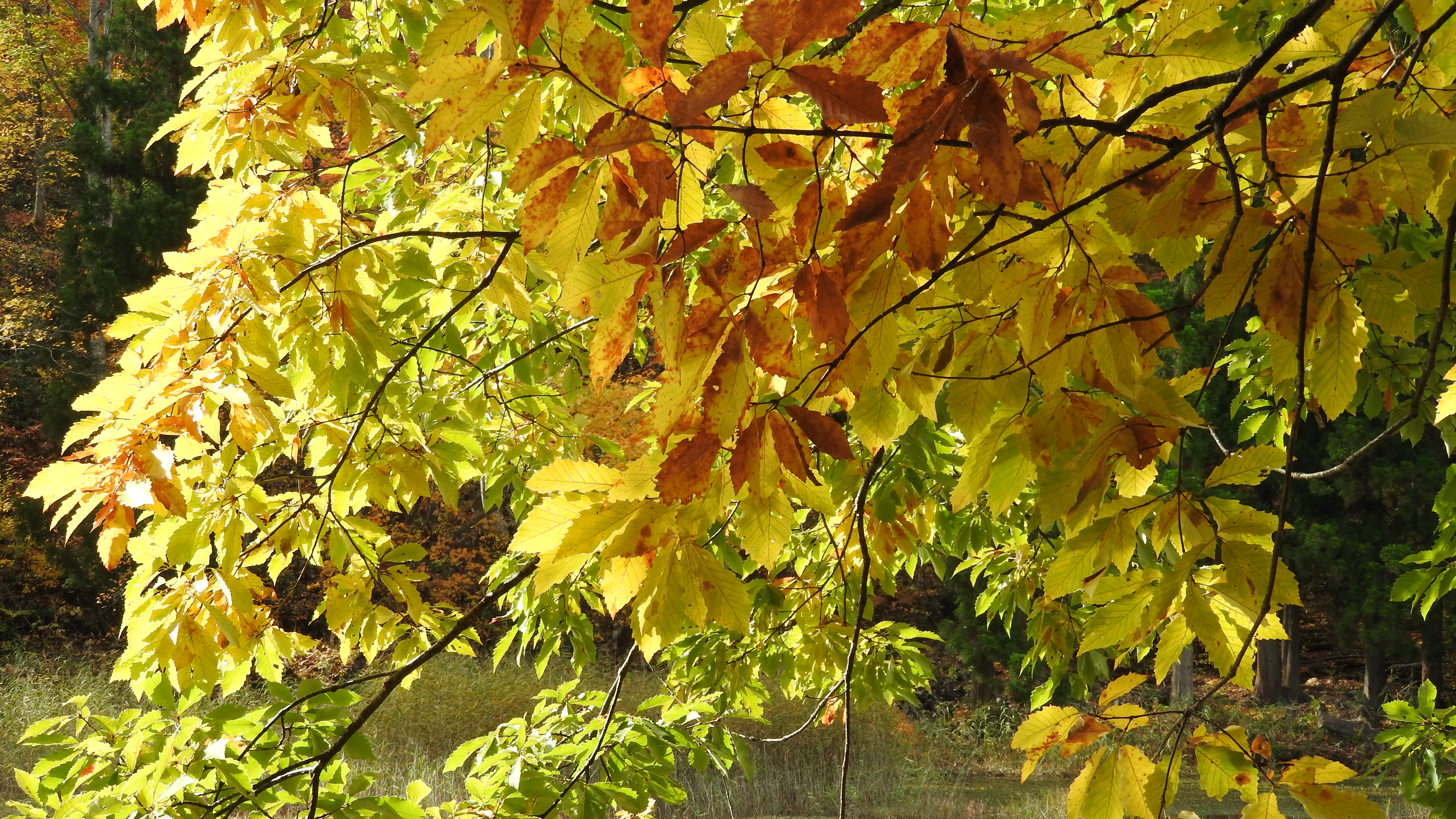 斜平山 秋 Skappaleさんの米沢市の活動日記 Yamap ヤマップ