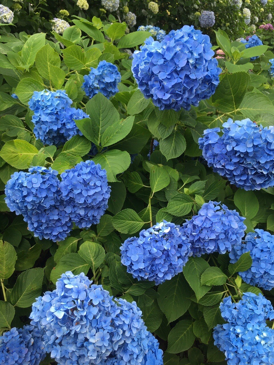 小田原城あじさい花菖蒲まつり 小田原市の写真12枚目 Yamap ヤマップ