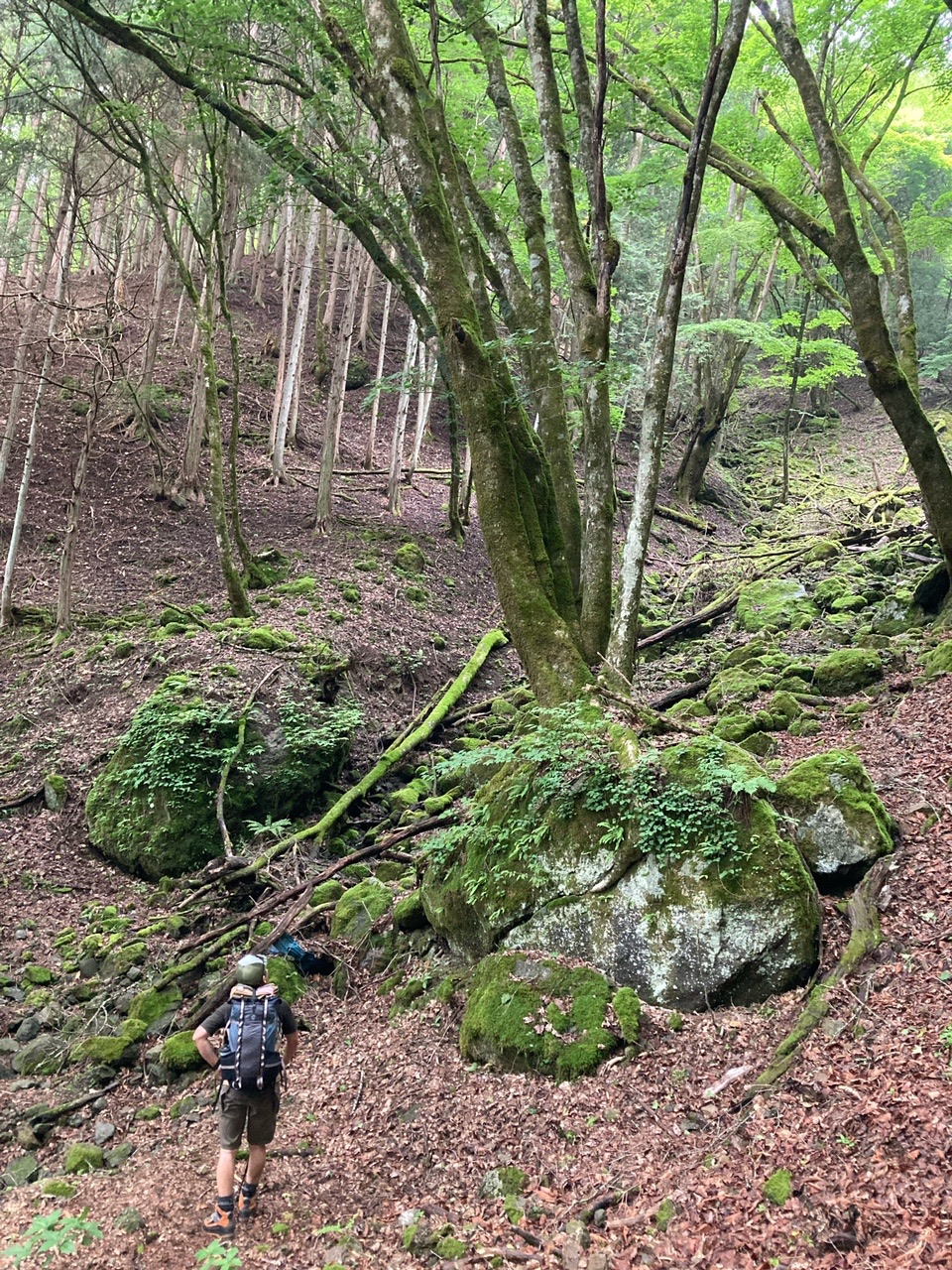 櫛形山周回 アヤメと苔と巨樹の森 平成峡 裸山 奥仙重 Shakeさんの櫛形山 裸山 唐松岳の活動データ Yamap ヤマップ