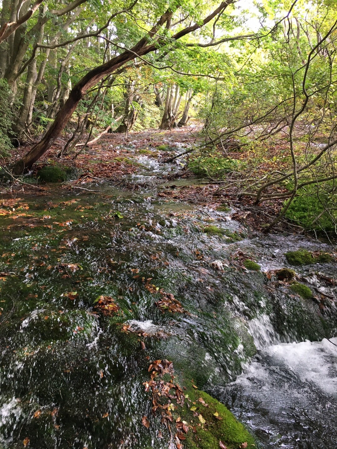 ガーデン カフェtimeと中島台 獅子ヶ鼻湿原 シードさんのウォーキングの活動日記 Yamap ヤマップ