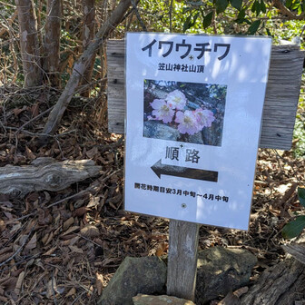 堂平山・笠山（乳房山）・大霧山 イワウチワ
斜面に沿って鑑賞ルートができています

年々増えていっているようです
見頃は3月末
もうすぐだ
