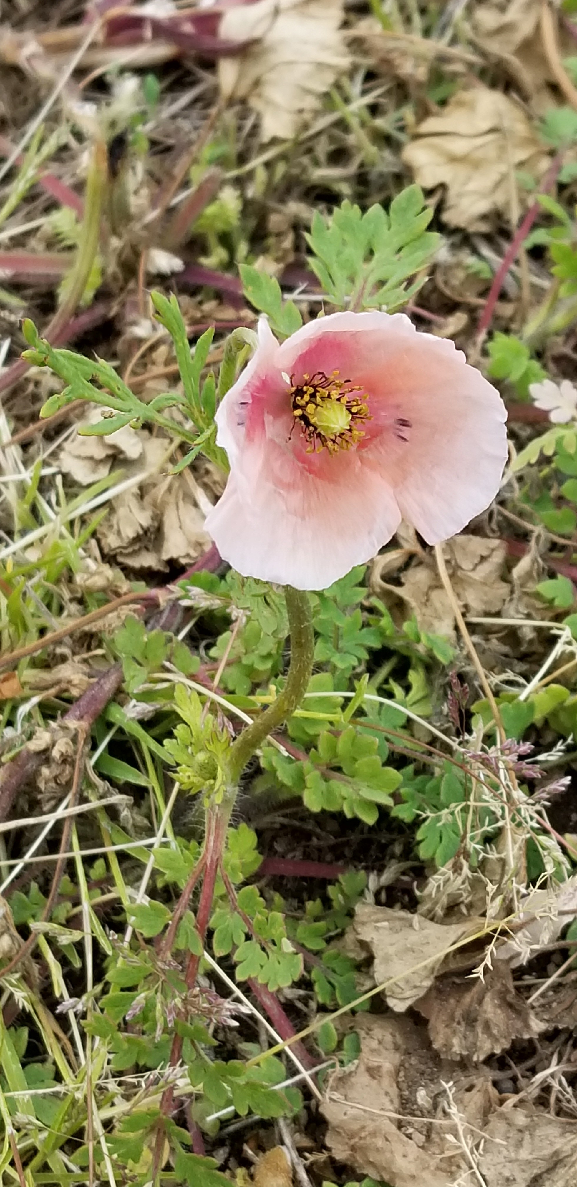 江戸川ハイキング 野草をたずねて ヤマカズさんの松戸市の活動日記 Yamap ヤマップ