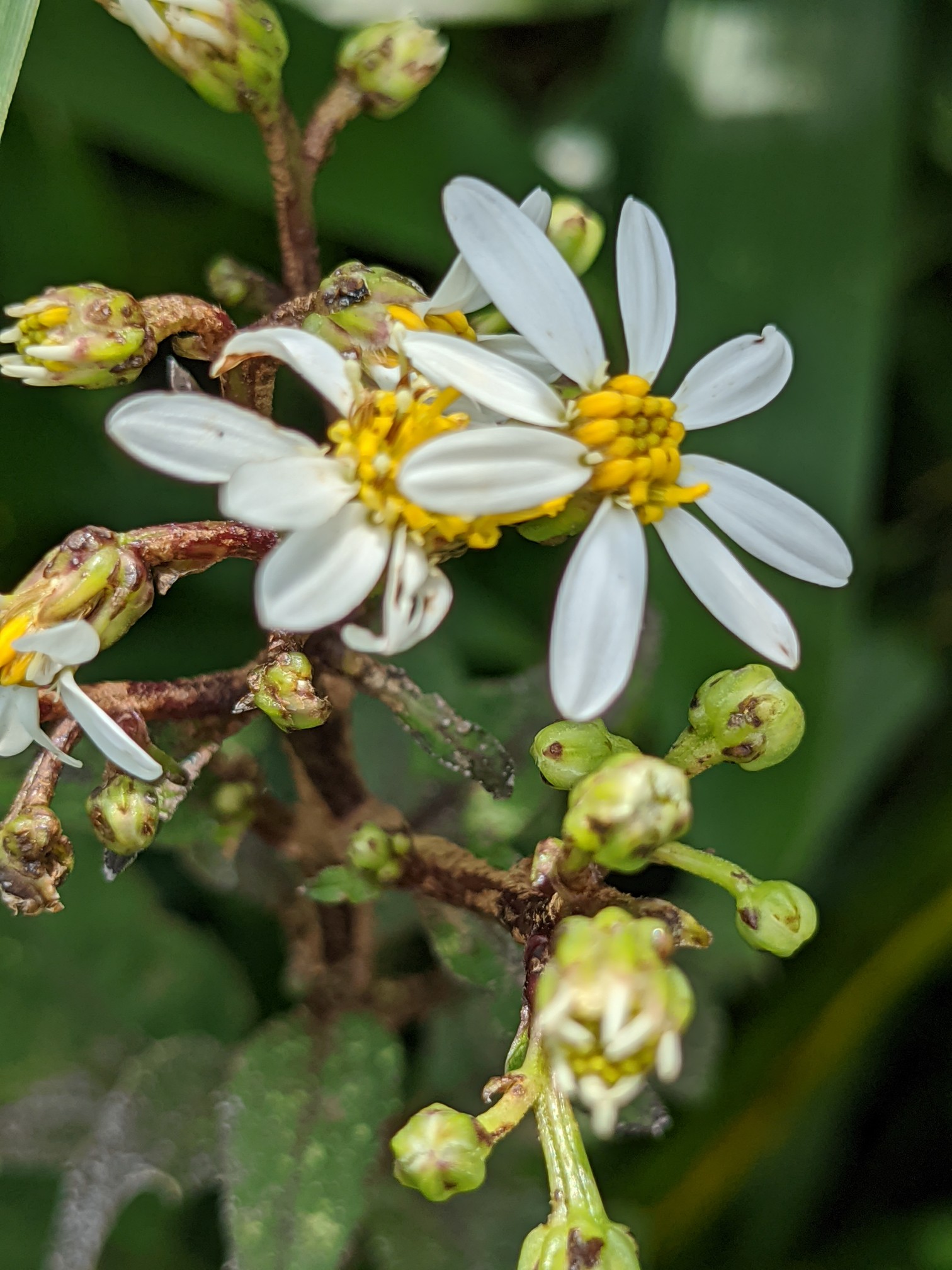 初ナイトハイクは伊吹山へ きっこさんの伊吹山 伊吹高原 御座峰の活動日記 Yamap ヤマップ
