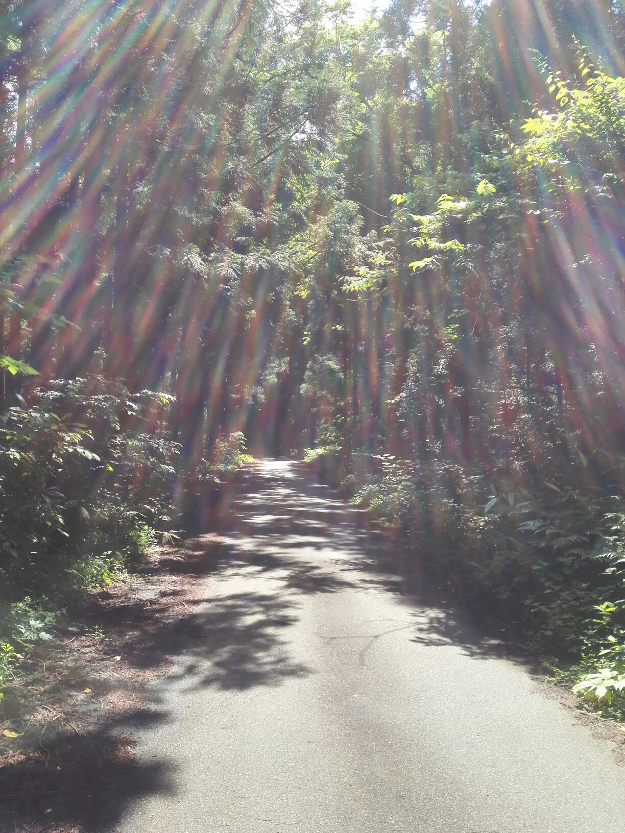 虹色の雨とブルーオーブ 前岳 19 06 Ruruさんの太平山 秋田 馬場目岳の活動日記 Yamap ヤマップ
