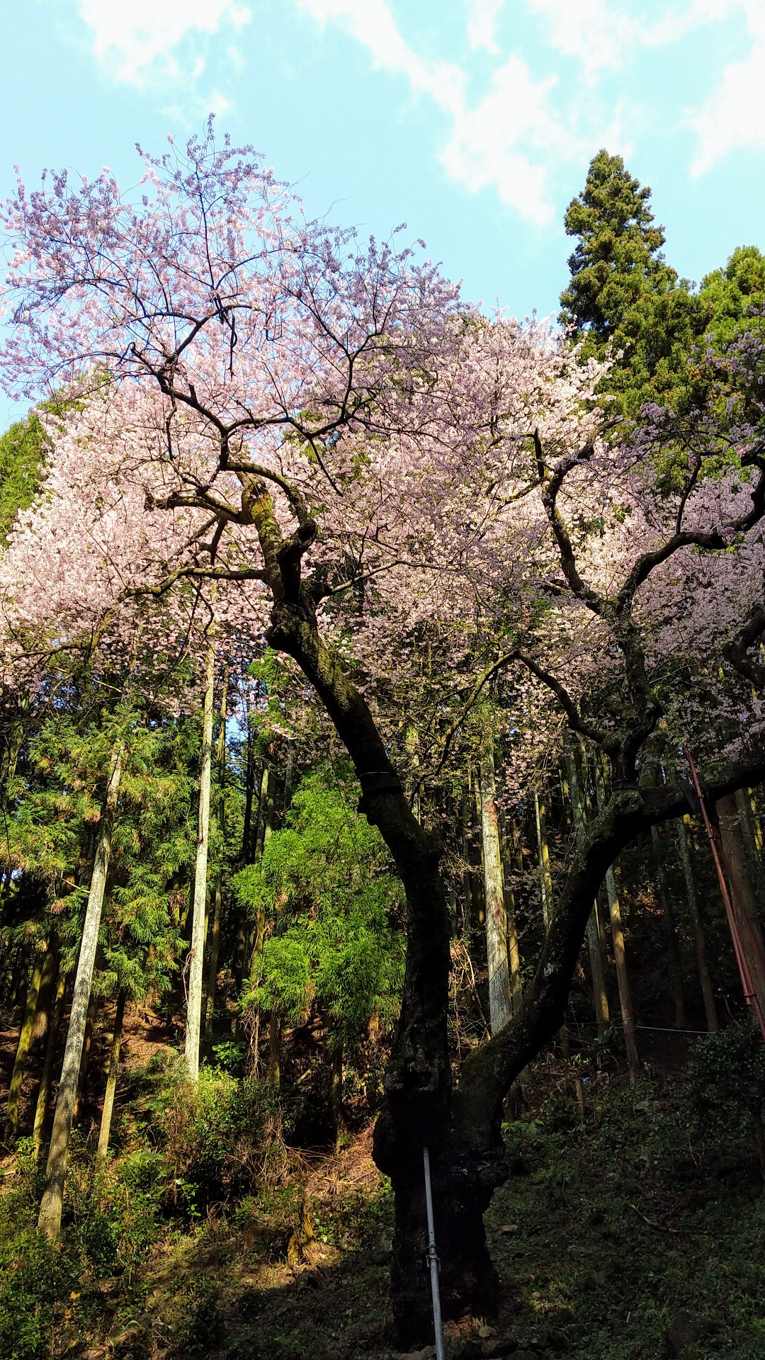 虎尾桜と福智山 Masa5さんの福智山 尺岳 雲取山の活動データ Yamap ヤマップ