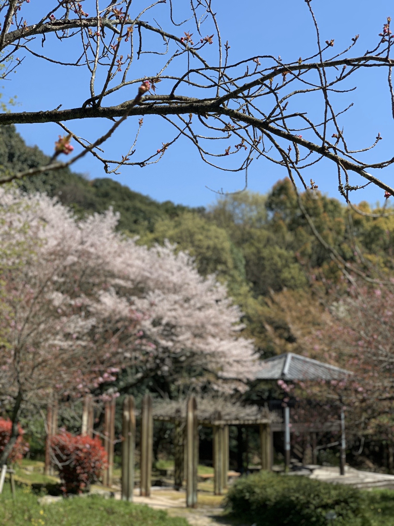 坂本八幡宮から 市民の森 花見散歩 Kazupikoさんの太宰府市の活動データ Yamap ヤマップ